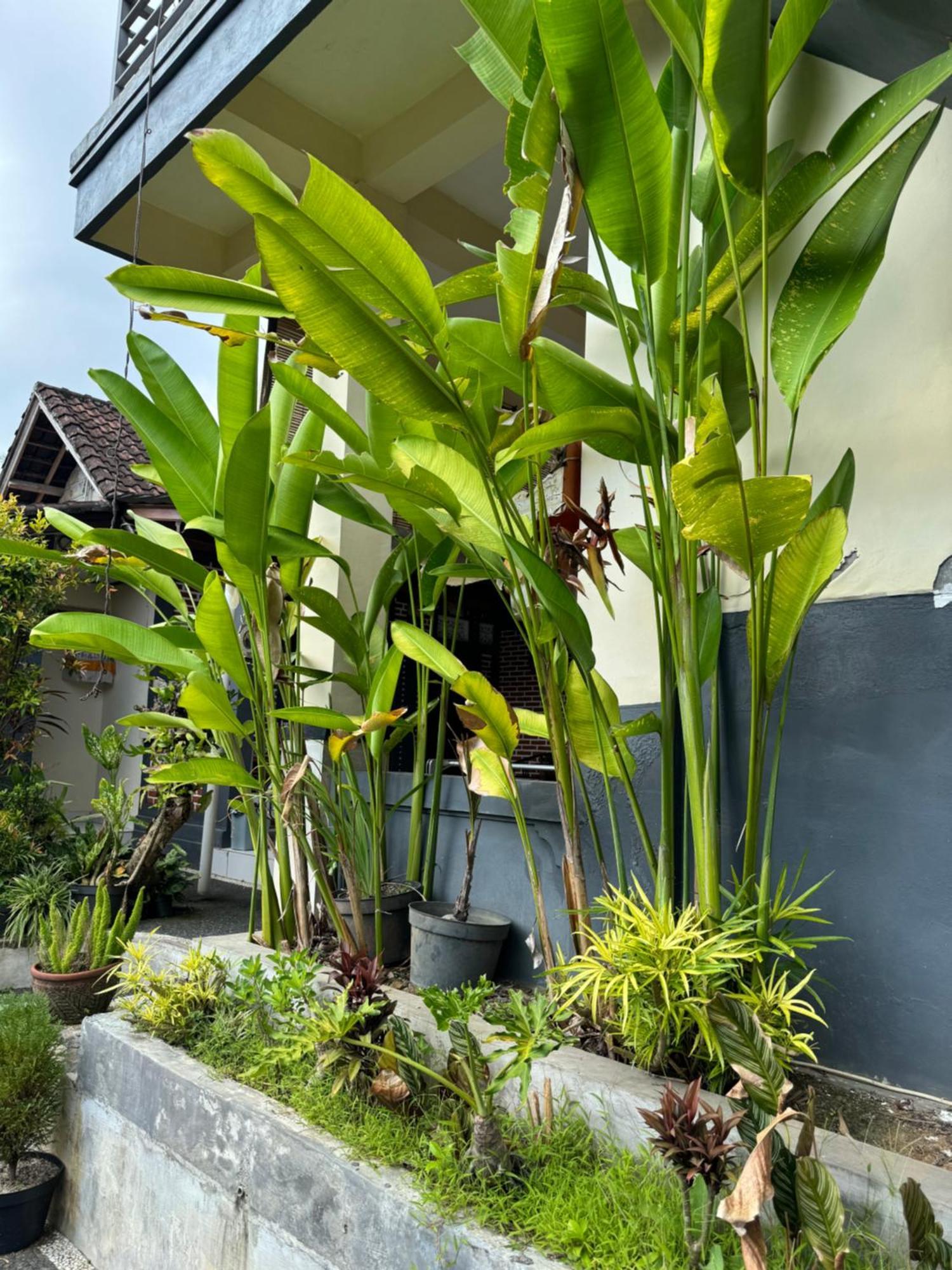 אובוד Rama Homestay מראה חיצוני תמונה
